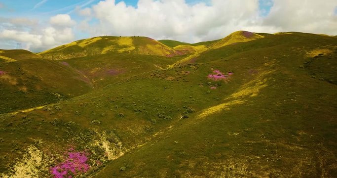 Temblor Range California Super Bloom Flowers