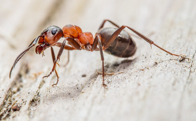 Closeup of a red wood ant. Concept useful insects.