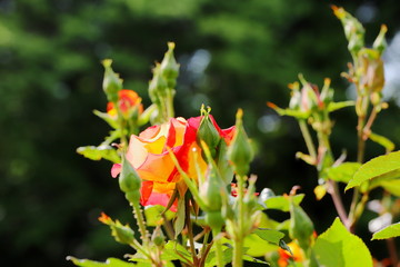 黄色の花びらをふちどるピンク色　２色の可愛いバラ