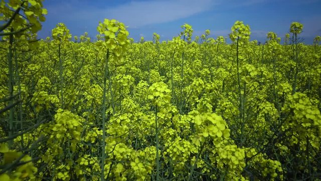 Field of rapeseed, canola or colza (Brassica napus), Ukraine