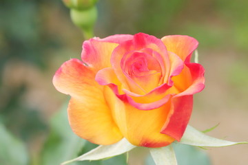 黄色い花びらのふちどるピンク色　２色のバラ