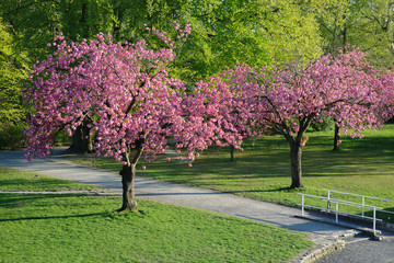 Fototapeta na wymiar Japanese cherry blossom trees in full bloom