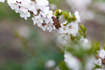Beautiful natural background. Summer, spring concepts. Fresh cherry flowers in the gentle rays of the warm sun. Copy space. Template for design. Soft focus