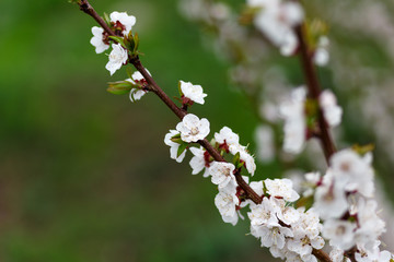 Beautiful natural background. Summer, spring concepts. Fresh cherry flowers in the gentle rays of the warm sun. Copy space. Template for design. Soft focus