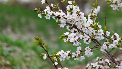 Beautiful natural background. Summer, spring concepts. Fresh cherry flowers in the gentle rays of the warm sun. Copy space. Template for design. Soft focus