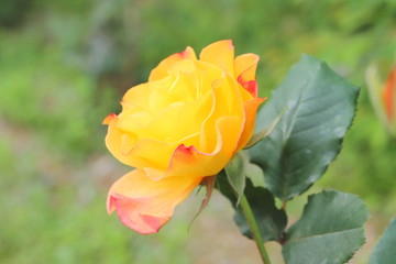 黄色い花びらのふちどるピンク色　２色のバラ