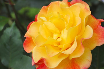 Fototapeta na wymiar 黄色い花びらのふちどるピンク色　２色のバラ