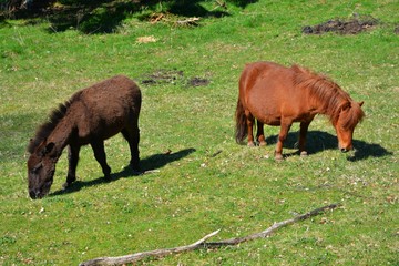 Maulesel und Pony zusammen auf der Weide eines Bauernhofs im Schwarzwald, Baden-Württemberg, Deutschland