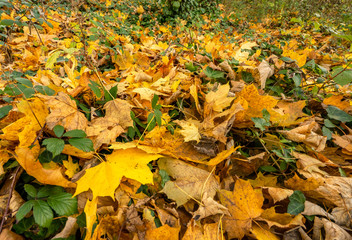 fallen roadside leaves