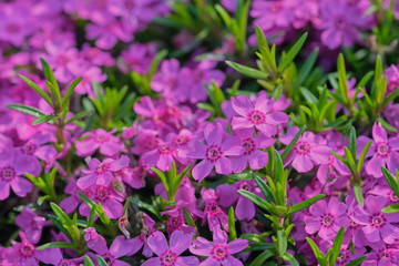 close up of a violet phlox flower in Latin called Phlox subulata, picture-filling