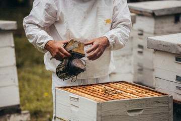 worker in protective wear using bee smoker in apiary