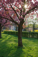 Japanese cherry blossom trees in full bloom