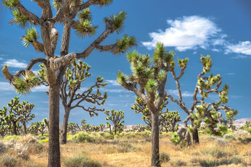 Joshua Trees, Joshua Tree National Park, California