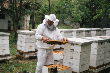 apiarist in protective suit holding honeycomb