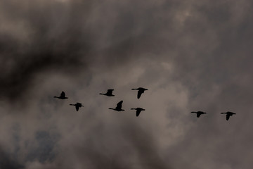 Geese silhouette flying into a storm 