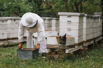 worker in protective clothes working in apiary