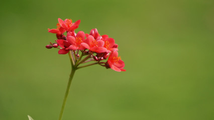 A Red flower on green background