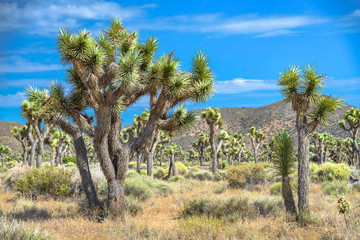 Joshua Trees, Joshua Tree National Park, California