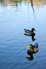 Swimming ducks in blue water