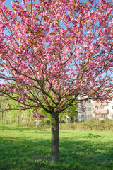 Japanese cherry blossom trees in full bloom