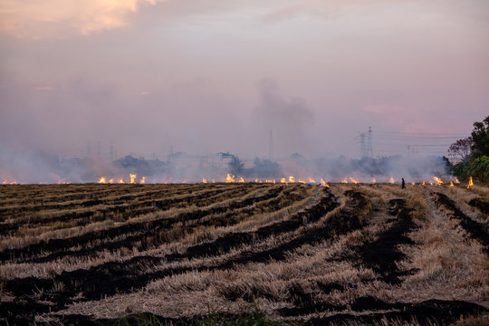 Rice Stubble Burning In Bangkok, Thailand