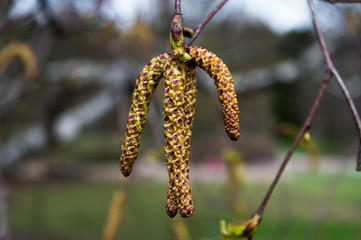 catkins on the tree