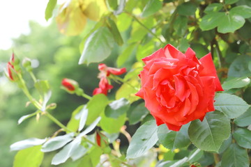 日本の植物園に咲く赤いバラ
