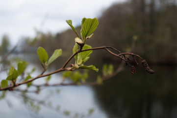 branch of a tree in early spring