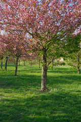 Japanese cherry blossom trees in full bloom