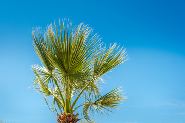 Palms and blue summer sky