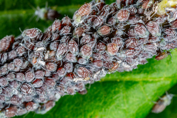 aphid on a plant in garden - macro photography