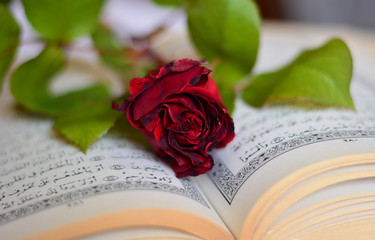 red rose and open book on wooden table