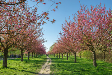 Japanese cherry blossom trees in full bloom