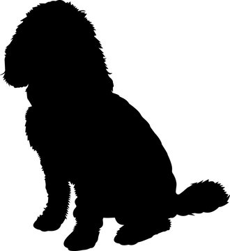 Cockapoo 2 isolated vector silhouette