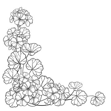 geranium flowers corner arrangement black and white clip art preview