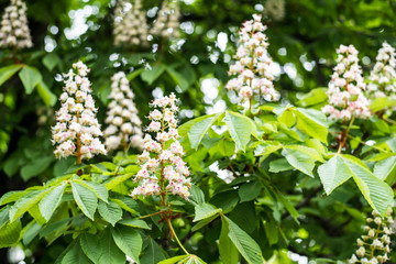 Spring background of flowers and leaves of chestnuts that bloom in the spring