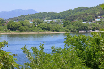 강가에 아가시아