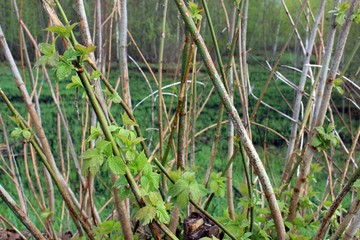 branches of the bush with blooming leaves