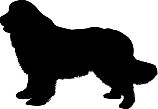 recommend clip art: Newfoundland 8 isolated vector silhouette