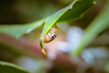 Black, brown and White striped Jumping spider (salticidae) sitting on a leaf, Cape Town, South...