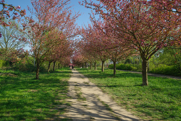 japanese cherry blossom trees in full bloom