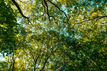 Fototapeta premium Tree Branches And Leaves On Summer Blue Sky