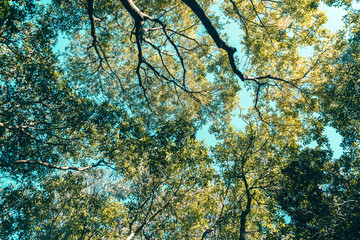 Tree Branches And Leaves On Summer Blue Sky