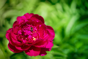 red peony close-up. red flower on green background. peony in the garden.