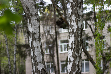 spring city park.  birch covered with spring green foliage