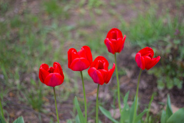 spring flowers.  bright red tulips blooming on a flowerbed in a city park