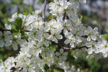 View of a large branch with flowers of cherry. Beautiful white flowers, blur effect