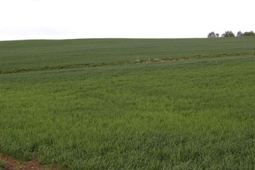 landscape with green field and blue sky