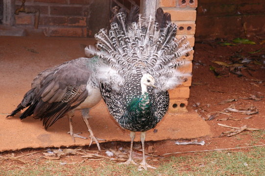Casal de Pav&atilde;o Pequeno Intimo