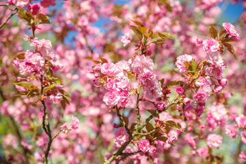 japanese cherry blossom trees in full bloom